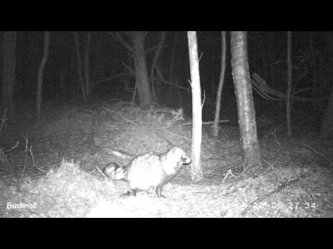 Video: Waar Woon Die Wasbeerhond?