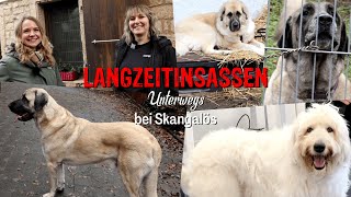 Langzeitinsassen Unterwegs  Skangalös | Herdenschutzhunde suchen ein Zuhause