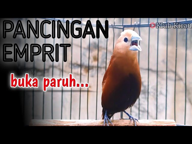 emprit kaji gacor pancingan burung pipit emprit peking bondol haji isian kenari class=