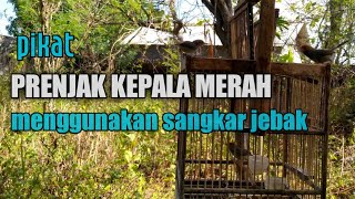 MENJEBAK BURUNG PRENJAK KEPALA MERAH