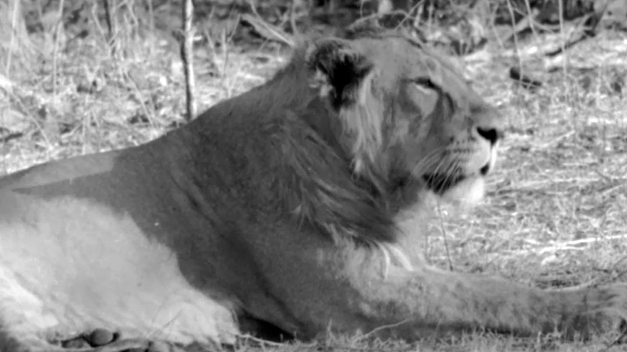 Mingsta - Mild Wild 🐘