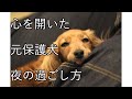 【ナイトルーティン】繁殖犬として6年間ケージに入れられていた犬が家族と安心して過ごす夜【カニンヘンダックス えびすの日常】