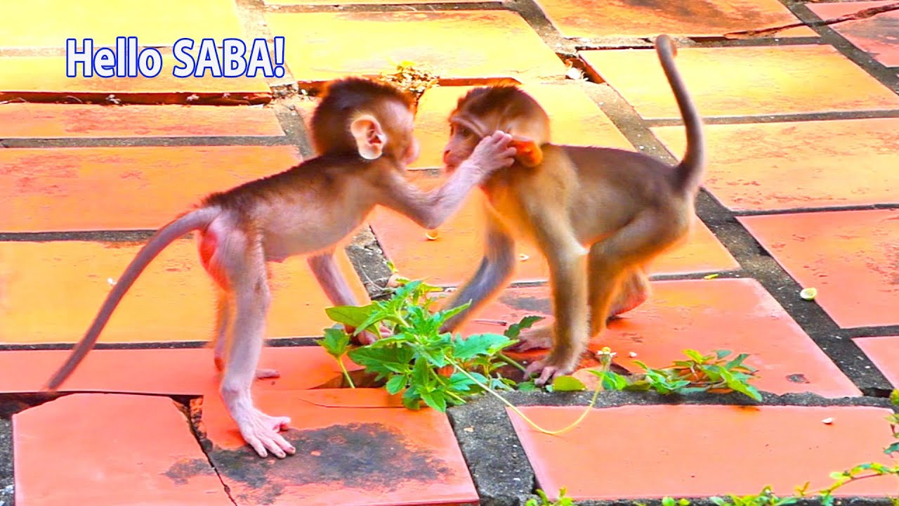 LOVE this clip...But baby monkey SABA is not friendly with adorable baby monkey Oh Why?