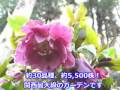 大阪府立花の文化園　催し案内 の動画、YouTube動画。