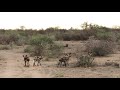 African wild dogs sneeze: let’s go for a hunt!