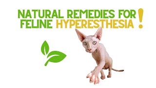 Natural Solutions for Feline Hyperesthesia!