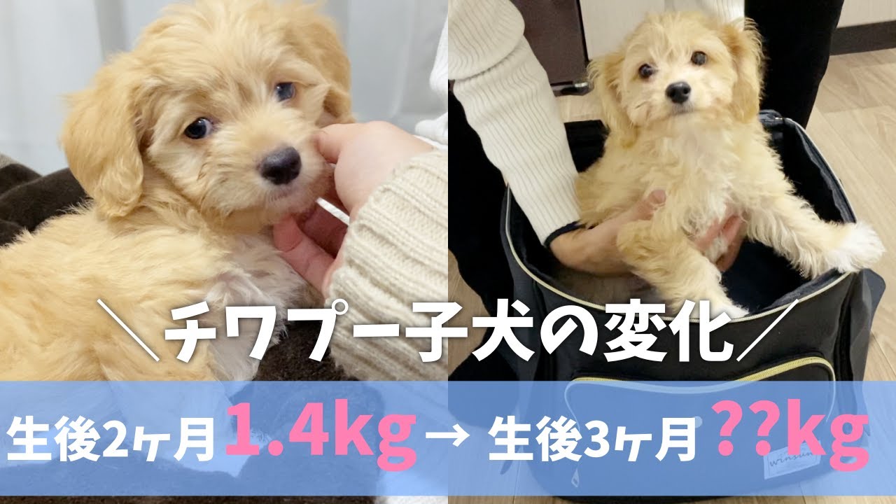 1ヶ月ですごい変化！チワプー子犬の成長記録と体重推移まとめ YouTube