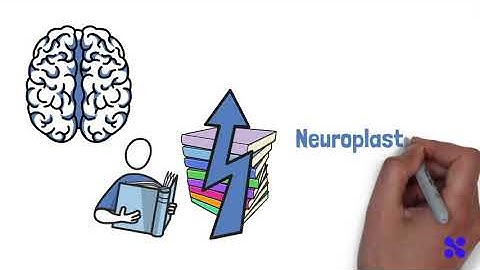 Brain Health Series - Understanding Your Brain