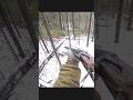“Fox at 20 Yards! Up-Close Shotgun Hunting Action #hunting #animals #shorts #viralvideo#art #nature