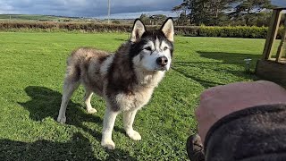 Husky Is Not Happy When I Stop For A Break!