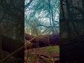 Forest b-roll #filming #shortfilms #gawx #forestlife #broll