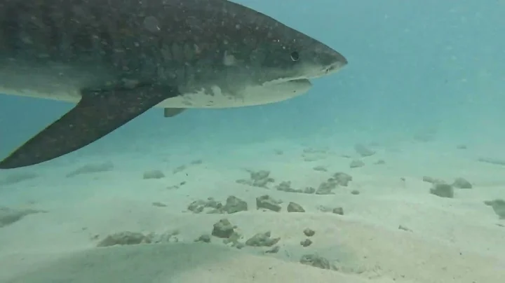 Maldives Fuvahmulah May 2022. Tiger Sharks. 6