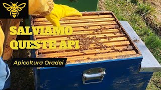 ALVEARE TROPPO DEBOLE: ECCO COME SALVARLO!