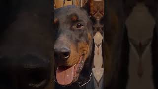 Doberman Attitude Video 🤬😡😈Ii Doearman Lovers ❤❤Ii #Doberman Rman #Lovers #Dog #Lovers