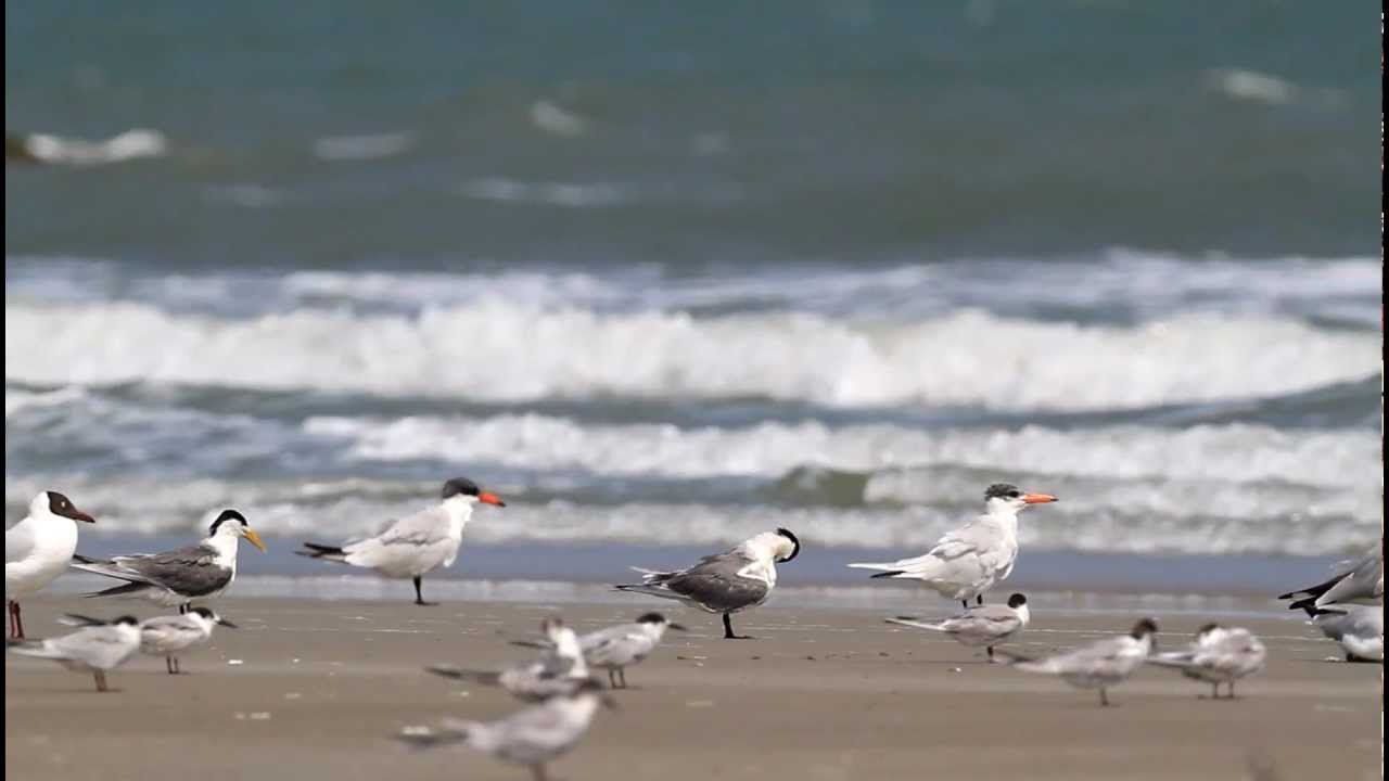 ♪鳥くん野鳥動画（タイThai）オオアジサシGreater-CrestedTern&CaspianTern - YouTube