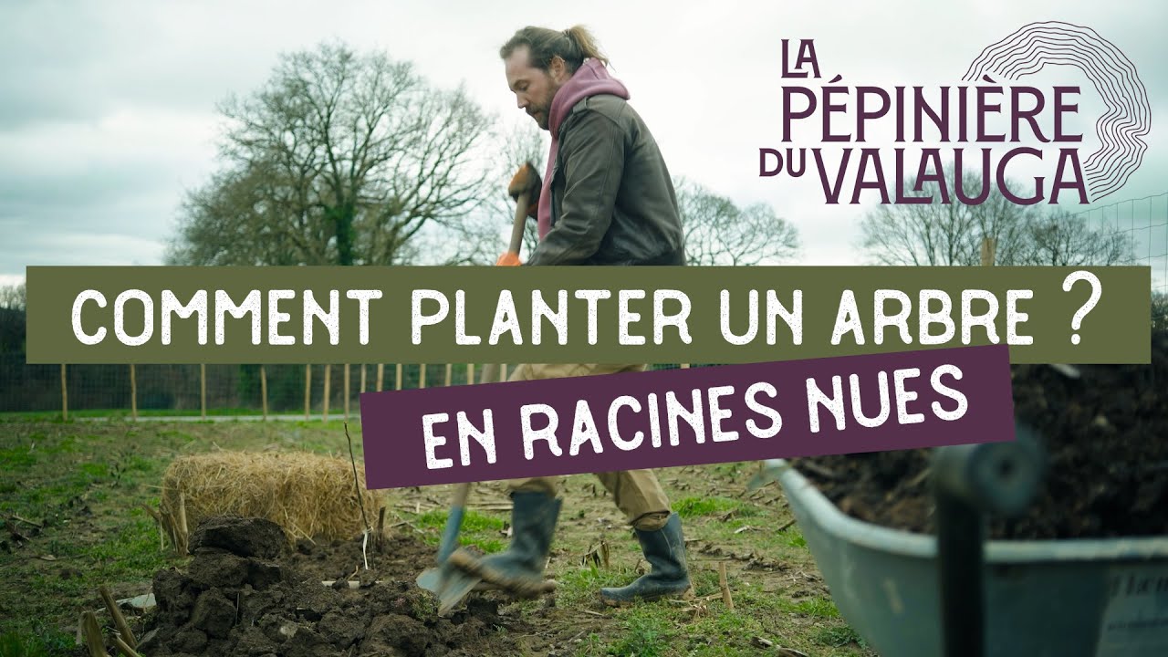 Comment planter un arbre en racines nues (étape par étape)