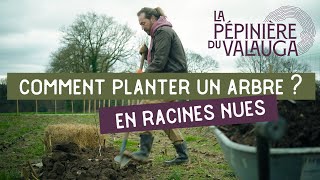 Comment planter un arbre en racines nues (étape par étape)