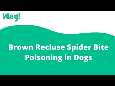 Video: Dog Brown Recluse Bite Poisoning - Brown Recluse Bit Poisoning Treatments