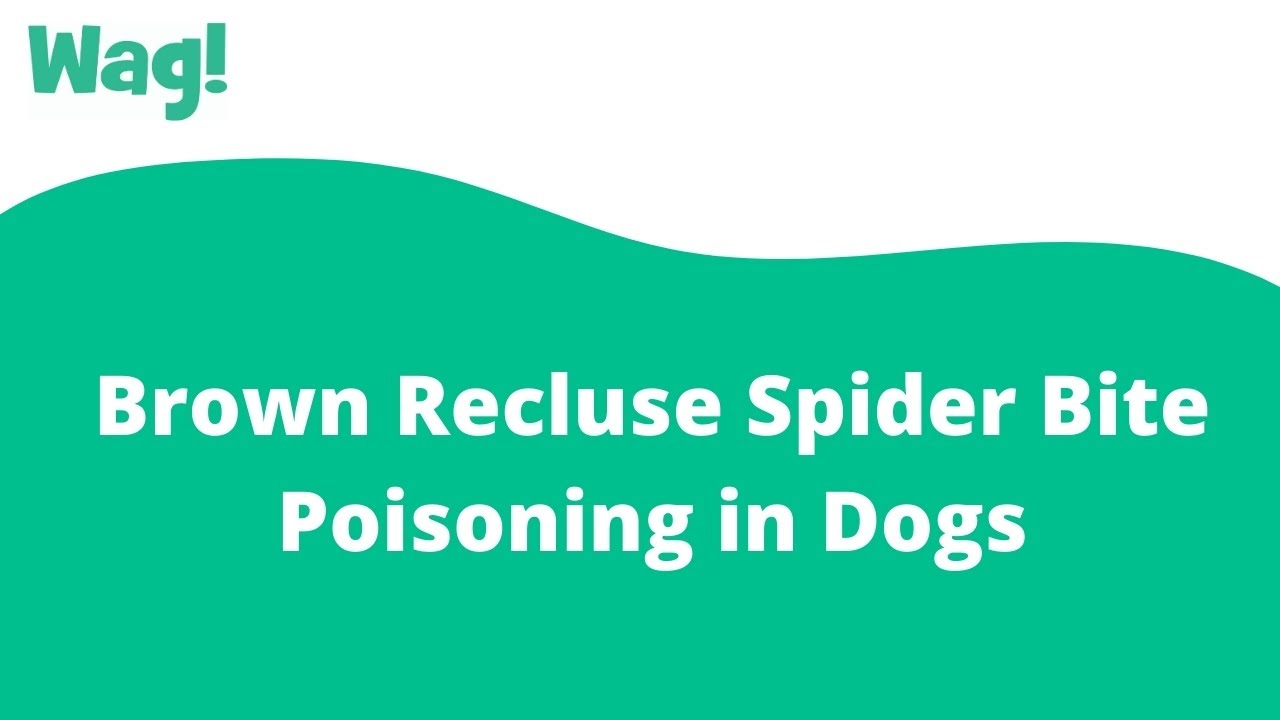 Brown Recluse Spider Bite Poisoning In Dogs | Wag!