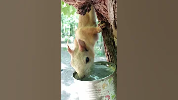 Незнакомая белка пьёт воду / An unfamiliar squirrel drinks water