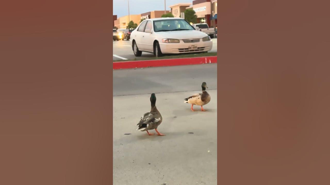 Duckies - YouTube