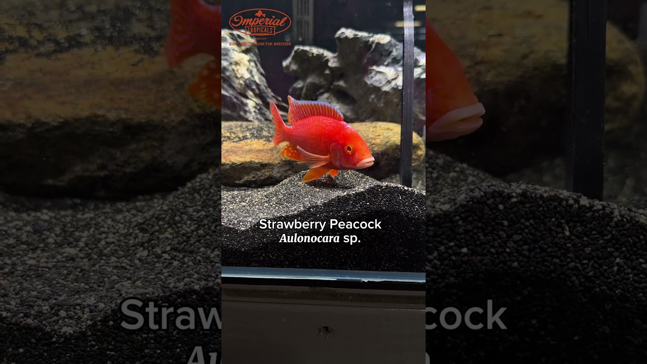 🍓🩷 The Late Bloomer That Steals the Show Strawberry Peacock, (Aulonocara sp.)