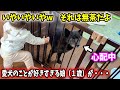 どうしても愛犬と一緒にいたくて娘がとった行動がこちら【仲良すぎ】