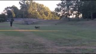 K9 Demonstration at National Night Out