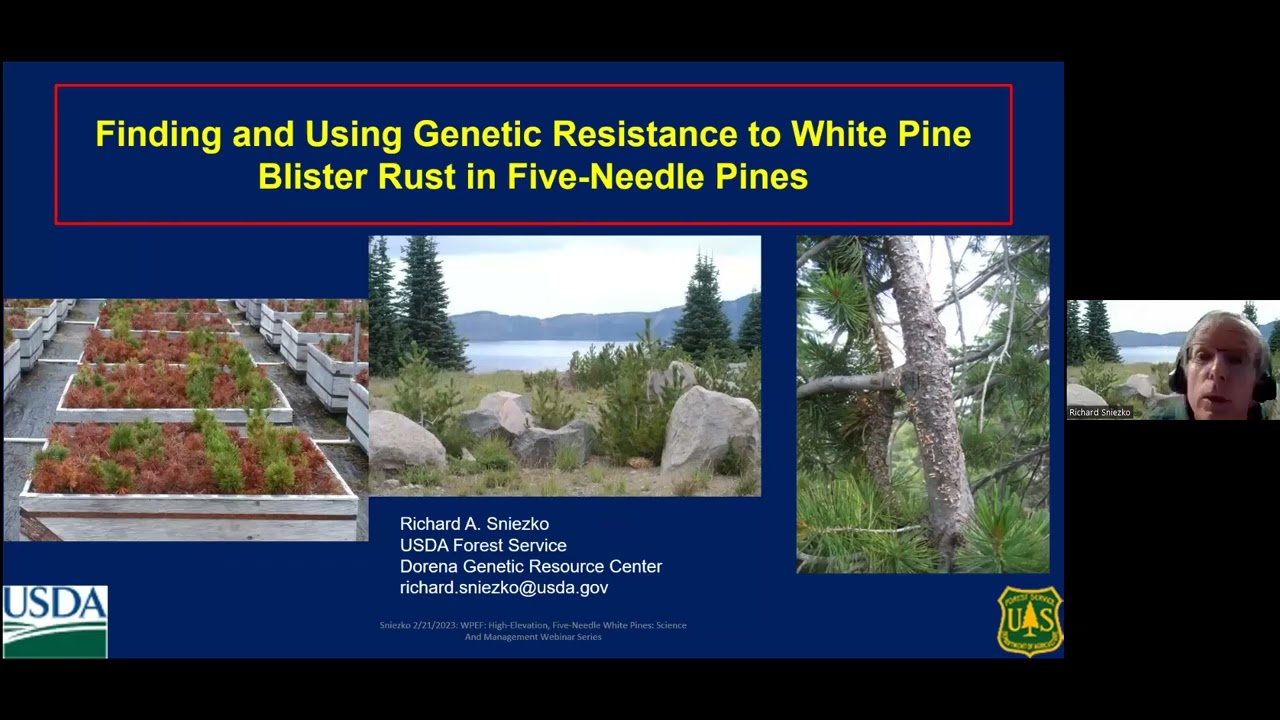 Finding and Using Genetic Resistance to White Pine Blister Rust in Five Needle Pines, Sniezko. 2023