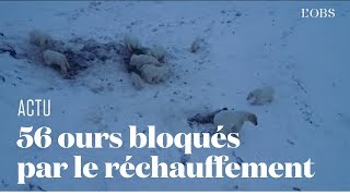 En Sibérie, des ours polaires bloqués par la fonte des glaces