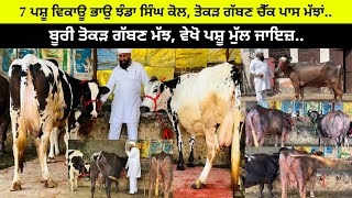 ਝੰਡਾ ਸਿੰਘ ਕੈਰੋਂ ਕੋਲ 4 ਵਹਿੜਾ 2 ਤੋਕੜ ਗੱਬਣ ਮੱਝਾਂ ਵਿਕਾਉ/ 23 ਹਜਾਰ ਵਿੱਚ ਆ ਵਹਿੜਾ/ ਪੱਟੀ ਤਰਨਤਾਰਨ 