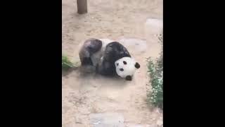 Can Sıkıntısından Yerde Yuvarlanan Bir Panda