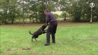 Terrorgruppe - Hunde, Wollt Ihr Ewig Leben