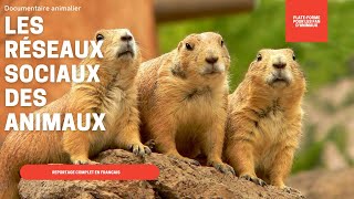  Les réseaux sociaux des animaux - Documentaire Animalier  Mqdefault