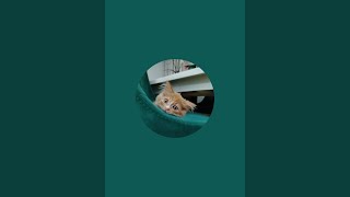 картинка: KITTY_THEO в прямом эфире!