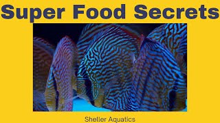 How to Unlock the secret to keeping Discus Fish, Feeding Your Discus for Optimal Health #discus