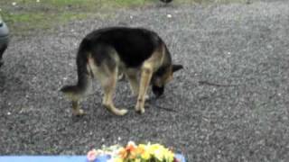 DSCF1617.AVI