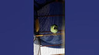 Cucak ijo isian yg disukai pra juri