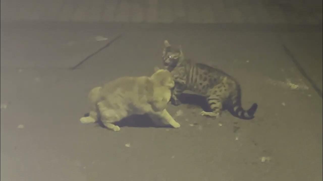 Nächtlicher Katzenkampf YouTube
