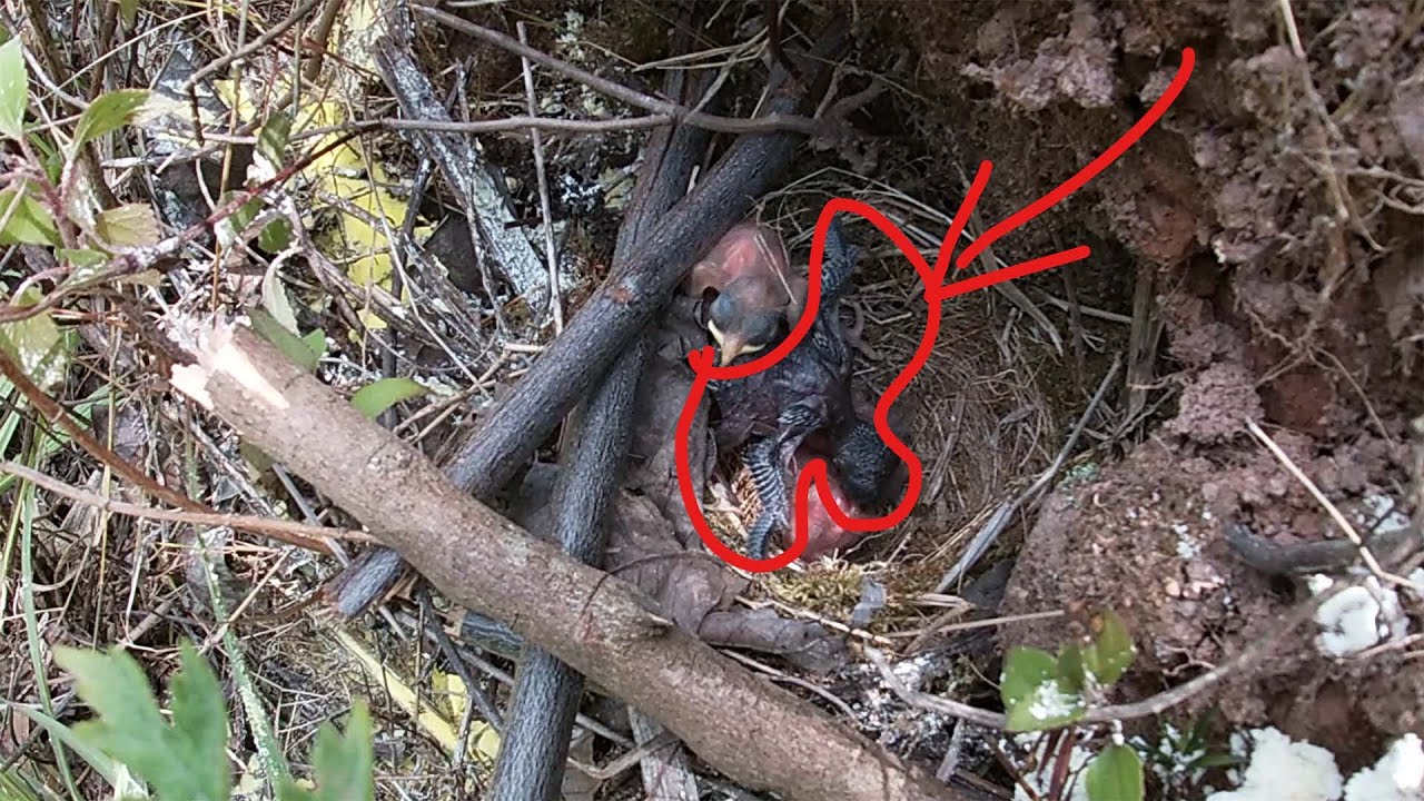 Day2,Rescue small birds pushed out by cuckoos and add guardrails