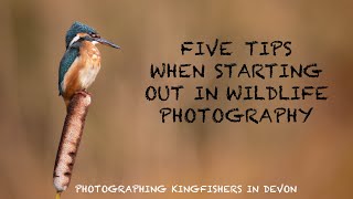 Photographing KINGFISHERS and DIPPERS on the RIVER OTTER - BEGINNER WILDLIFE PHOTOGRAPHY TIPS