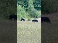 Part 1 of 2. Bears with my morning coffee! #bears #wildlife #morningcoffee