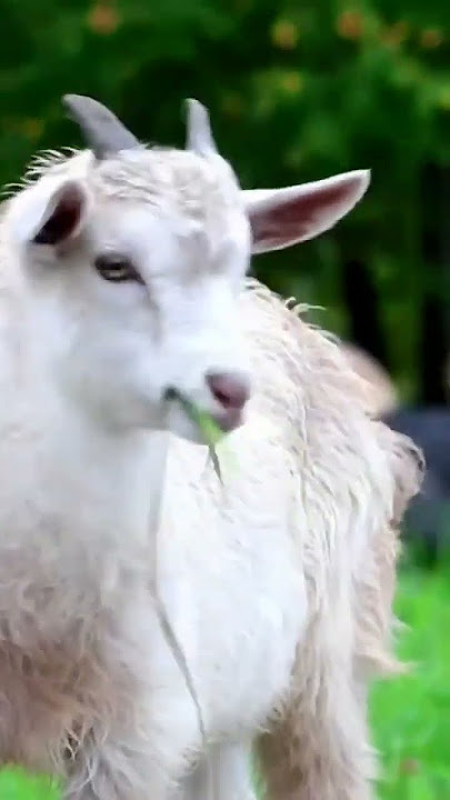 🤣🤣nom nom sound ||goat funny video #viral #trending #shortsfeed