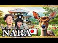 Exploring Nara: Deer, Shrines, and Temples