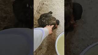 Sa Ii Curm Suferința?