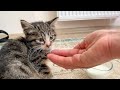 Rescued the lonely kitten in a busy street