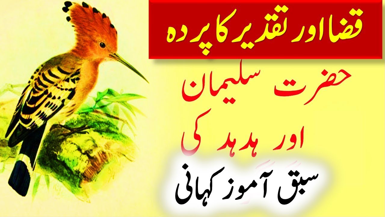 Hazrat Suleman AS ke Darbar Mein Hud Hud Aur Kaway ka Waqia Crow and