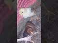 Cute  little chicks ❣️🥰