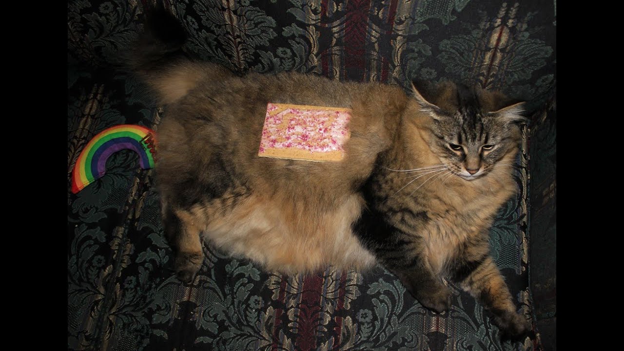 Terror Volt - Nyan Cat remix (lazy) Shitpost