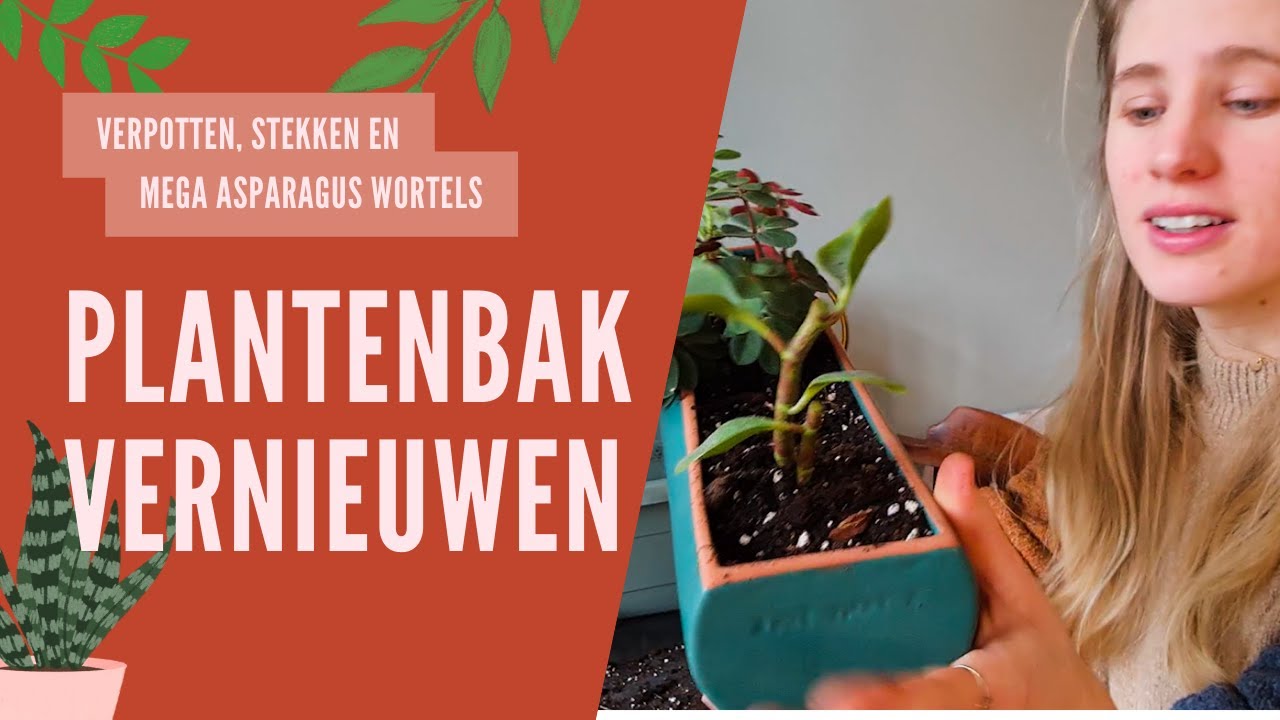 Stekken, beplanten en vernieuwen: een kleine update voor mijn plantenbakken